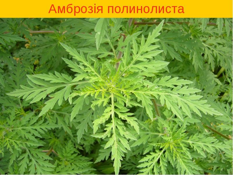 http://www.karant.in.ua/sites/default/files/ambrozia_1.jpg