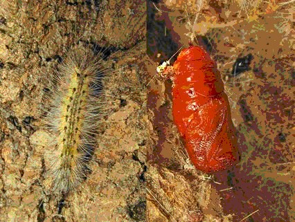 image002